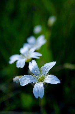 Vazo içinde açık havada buket çiçegi farklı renkler