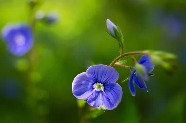 Veronika kleine zarte Blumen blühen im Freien — Stockfoto