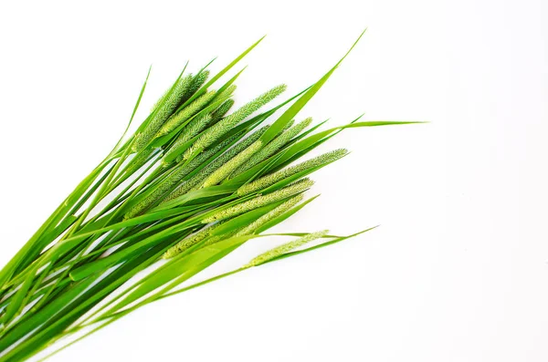 Green grass timothy-grass on a white background — Stock Photo, Image