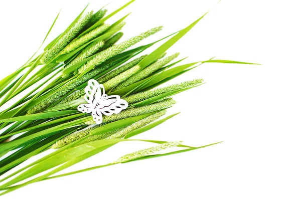 Green grass timothy-grass on a white background — Stock Photo, Image