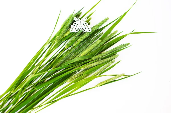 Green grass timothy-grass on a white background — Stock Photo, Image