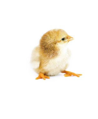 Küçük tüylü civciv sınırlı