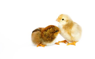 Küçük tüylü civciv sınırlı