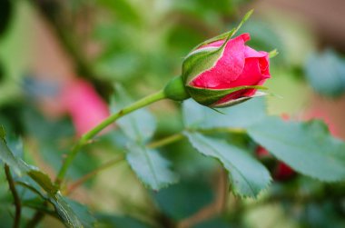 Çiçek kokulu pembe Gül