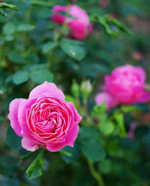 Çiçek kokulu pembe Gül