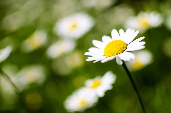 Las margaritas blancas suaves florecen en verano — Foto de Stock