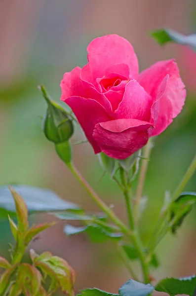 Květy vonné růžové růže — Stock fotografie