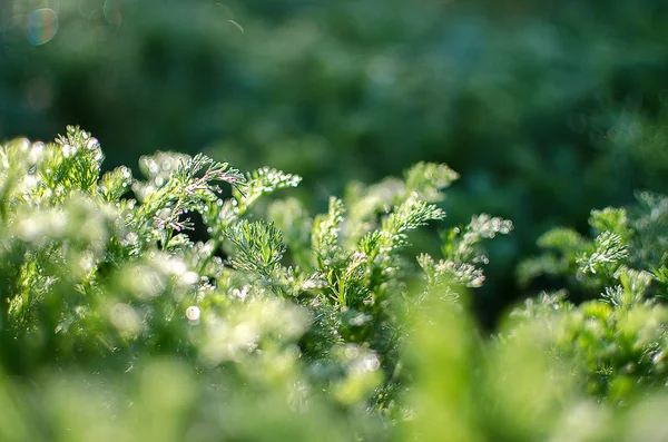 Pequenas gotas de orvalho na grama verde fresca pela manhã — Fotografia de Stock