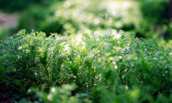 Små droppar av dagg på färskt grönt gräs på morgonen — Stockfoto