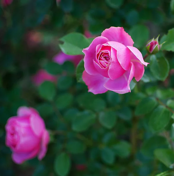 Blooms fragrant pink rose — Stock Photo, Image