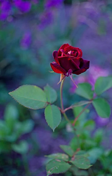 Растущая красная роза и запах красивого лета на открытом воздухе — стоковое фото