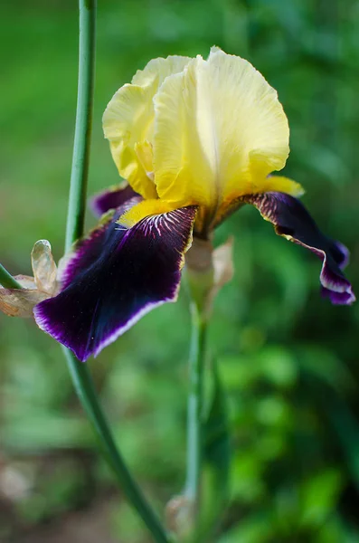 Altas e grandes flores íris ao ar livre — Fotografia de Stock