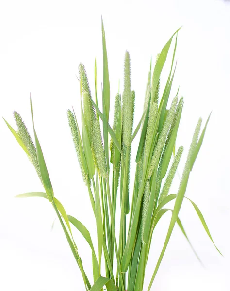 Green grass timothy-grass on a white background — Stock Photo, Image