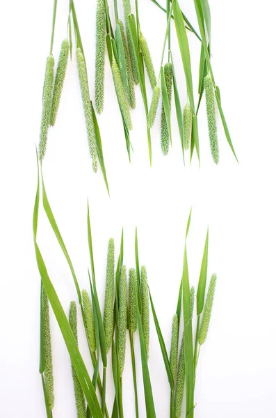 Green grass timothy-grass on a white background — Stock Photo, Image