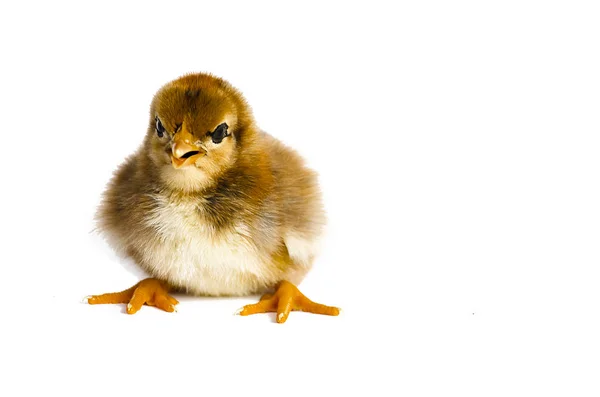 Klein pluizig baby chick op beperkt — Stockfoto