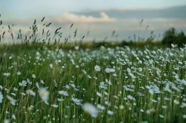Yaz yumuşak beyaz papatya çiçek 