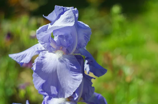 Hoge en grote bloemen irissen buitenshuis — Stockfoto