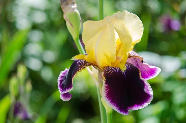 Altas e grandes flores íris ao ar livre — Fotografia de Stock