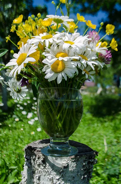 Летом цветут мягкие белые маргаритки — стоковое фото