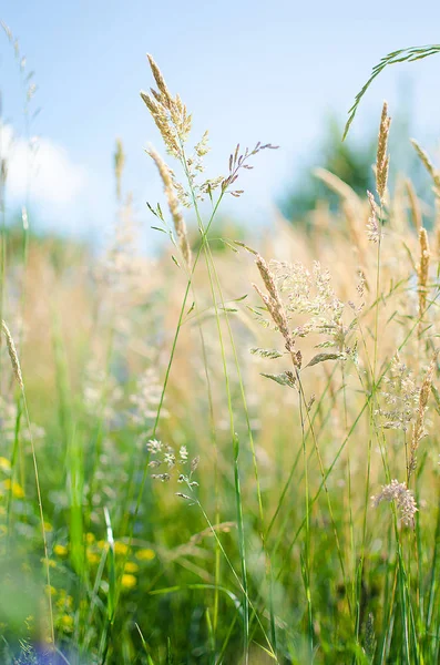Зеленый стебель травы растет на открытом воздухе — стоковое фото