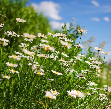 Yaz yumuşak beyaz papatya çiçek 