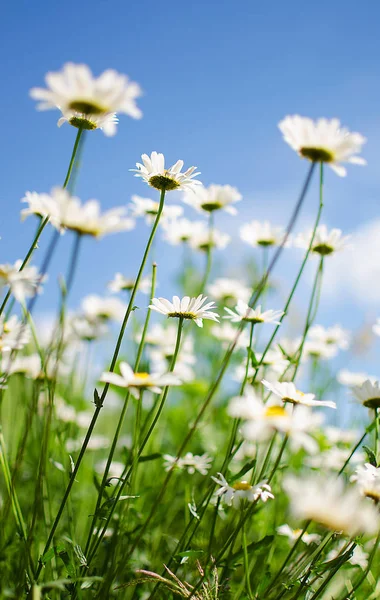 Las margaritas blancas suaves florecen en verano — Foto de Stock