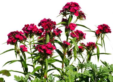 Türk karanfil çok renkli çiçekler iyi bak 