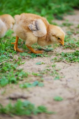 Küçük tüylü civciv sınırlı