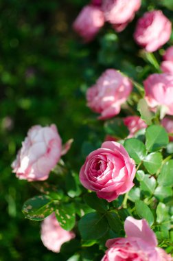 Çiçek kokulu pembe Gül