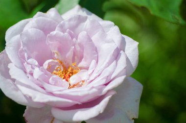 Güzel bir büyük mor gül taze bahçesinde yetişen bir