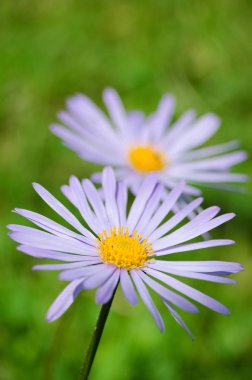 Yaz yumuşak papatya çiçek 