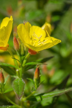 Vazo içinde açık havada buket çiçegi farklı renkler
