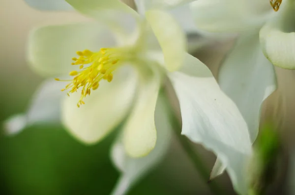 좋은 높은 콜 럼 바인 꽃 봄 야외 성장 — 스톡 사진