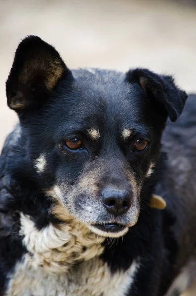 A little black dog with happy — Stock Photo, Image