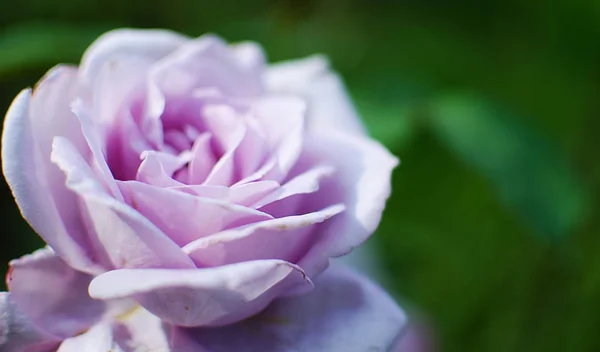 Florece rosa fragante — Foto de Stock