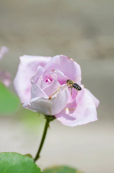 Ένα όμορφο μεγάλο μωβ τριαντάφυλλο φυτρώνει στον κήπο με το φρέσκο ένα — Φωτογραφία Αρχείου