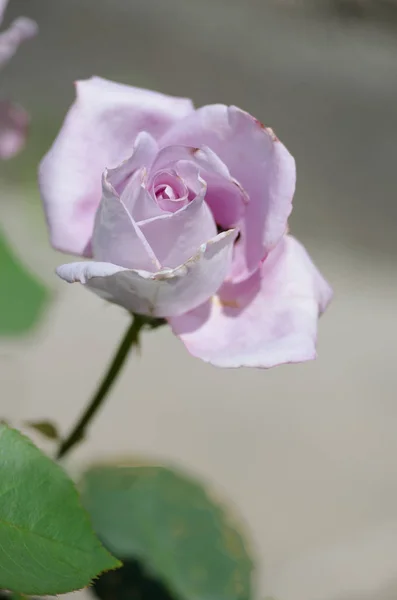 Uma bela rosa roxa grande cresce no jardim no fresco um — Fotografia de Stock