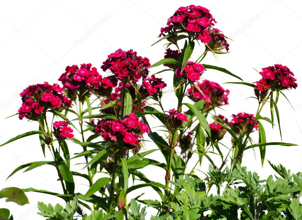 Multi-colored flowers of turkish carnation look good 