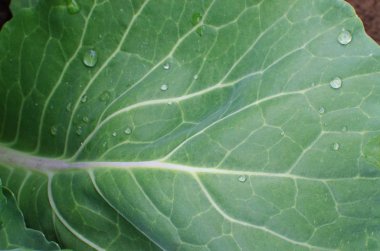 Yeşil lahana temiz havada yaz aylarında yetişir. 