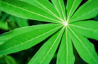 Yakın çekim açık bahar genç yeşil yaprakları 