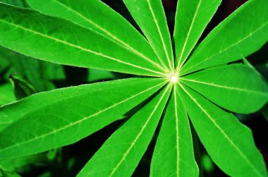 Yakın çekim açık bahar genç yeşil yaprakları 