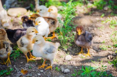 Küçük tüylü civciv sınırlı