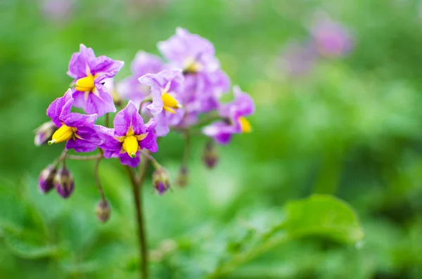 Potato flowers on a green stalk — Stock Photo, Image