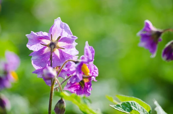 Potato flowers on a green stalk — Stock Photo, Image