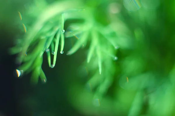 Pequenas gotas de orvalho na grama verde fresca pela manhã — Fotografia de Stock