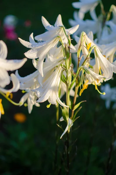 Schöne Lilienblüten wachsen im Sommer — Stockfoto