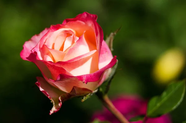 Creciendo rosa roja y oliendo agradable verano al aire libre — Foto de Stock