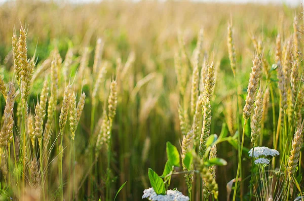 Orelhas de centeio e trigo em crescimento — Fotografia de Stock