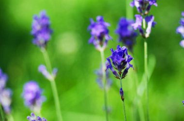 Lavanta narin mor çiçekler 