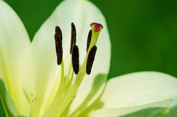 Lindas flores de lírio crescem no verão — Fotografia de Stock